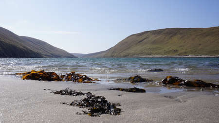 Waterplants on the Gloup Voe shoreの写真素材