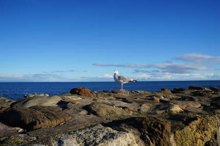 Seagull on thr stone wallの写真素材