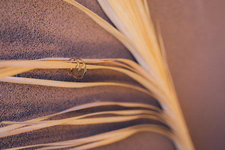 minimalist close-up of wedding rings hanging on the leaf of a beautiful dryed plant. Elegant symbol...
