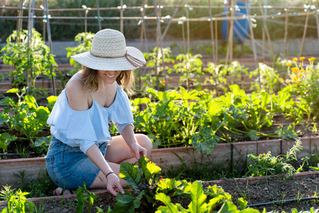 young farmer woman with hat and casual dressed working in her organic gardenの写真素材