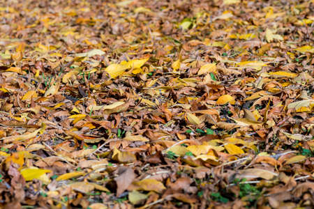 texture of colorful dry fallen tree leaves on forest floor in autumn. background wallpaper dry leavesの写真素材