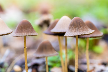 texture or background of various mushrooms growing in the forest in autumn among dry fallen leaves...