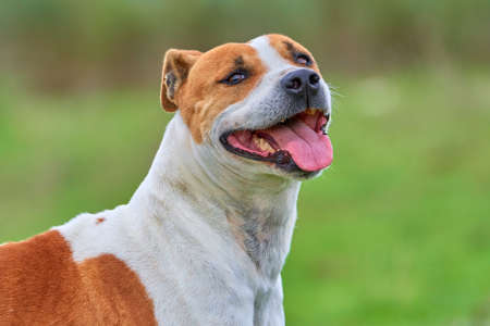 portrait of a purebred american pitbull terrier dog smiling with his tongue out while playing and having fun running around the field. copy spaceの写真素材