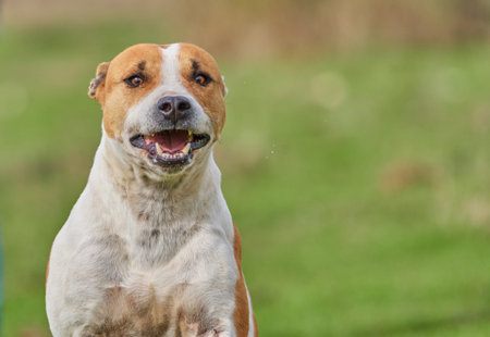 portrait of a purebred american pitbull terrier dog running across the field with his mouth open while playing and having fun. unfocused background. copy spaceの写真素材
