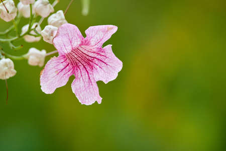 Macro photograph of a purple wildflower, Ipomoea purpurea, growing in the field. green unfocused background. copy space.の写真素材