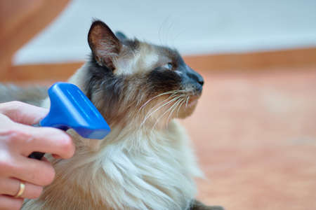 nice long haired siamese cat being brushed by its owner while purring. pet care conceptの写真素材