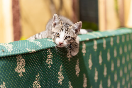 small kitten perched on a green sofa looking at the camera, yellow backgroundの写真素材
