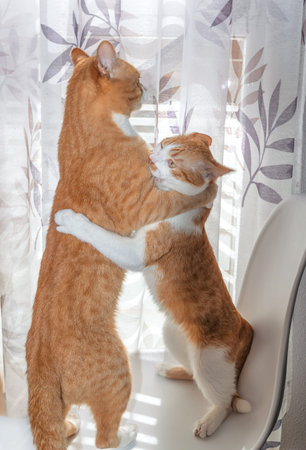 Two orange and white tabby cats playing in front of a window.
