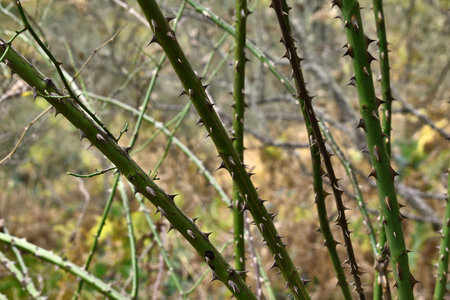 Brumble bushes with the forest behind.