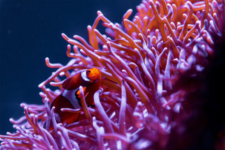 Clown fish next to pink sea anemone