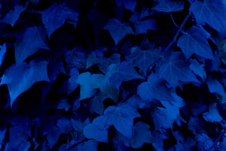 Blue colored tree leaves background with neon light frameの写真素材