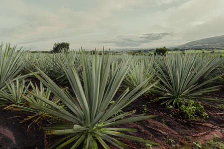 Espadin agave fields in Oaxaca Mexicoの写真素材