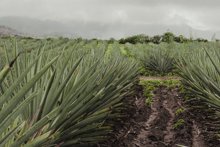 Fields of Oaxacan espadin agave, mezcalero agaveの写真素材