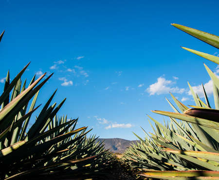 Fields of Oaxacan espadin agave, mezcalero agaveの写真素材