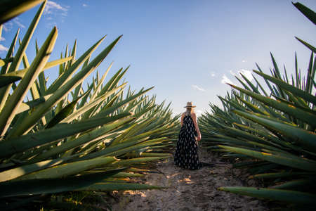 Fields of Oaxacan espadin agave, mezcalero agaveの写真素材