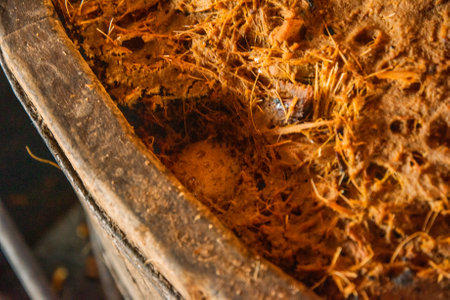 Process of elaboration of Oaxacan mezcalの写真素材