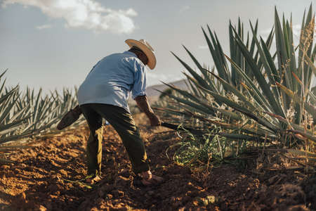 Process of elaboration of Oaxacan mezcalの写真素材