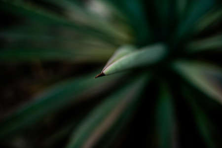 Espadin agave fields in Oaxaca Mexicoの写真素材