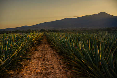 Espadin agave fields in Oaxaca Mexicoの写真素材