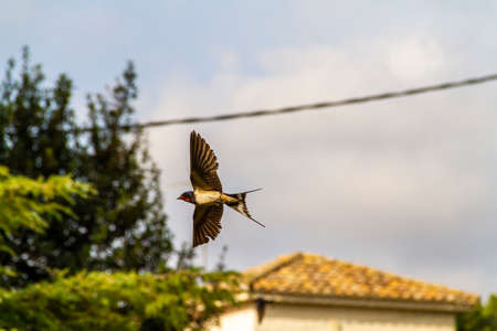 Swallow (Hirundo rustica) flying and hunting insects in the summer sky captured at high speedの写真素材