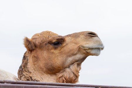 Close-up of a dromedary