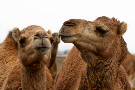 Two young dromedaries in a farm