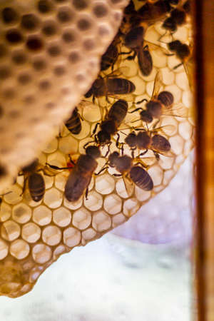 Bees on a honeycomb in a window of a house during the lockdownの写真素材
