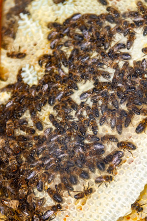 Bees on a honeycomb in a window of a house during the lockdown