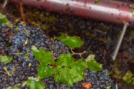 Grapes of the Bobal variety collected from the harvest just unloaded into the winery's hopper for...