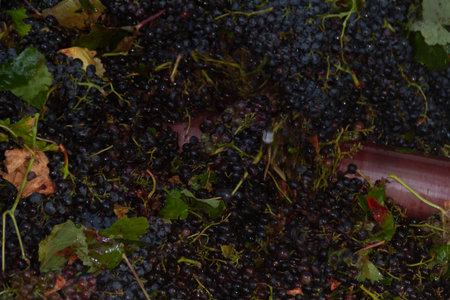 Grapes of the Bobal variety collected from the harvest just unloaded into the winery's hopper for...