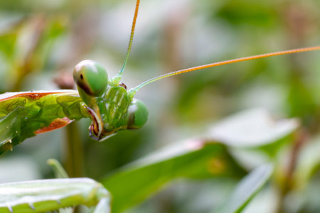 Green praying mantis (praying mantis) perches on a garden hedge