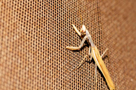 Brown praying mantis (Praying Mantis) poses on an iron meshの写真素材
