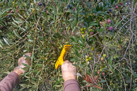 Olives of the Arbequina variety being harvested with the rake method near the town of MallÃ©n, province of Zaragoza in the region of Aragon (Spain)の写真素材