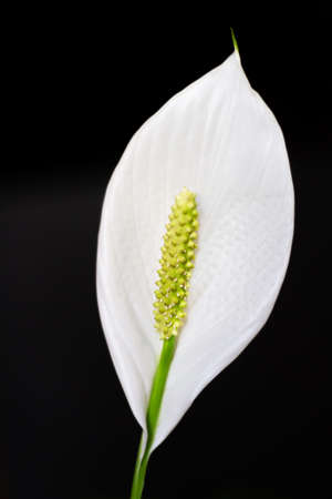 Spathiphyllum wallisii, commonly known as peace lily on black backgroundの写真素材