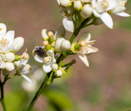 White spotted rose beetle (Oxythyrea funesta) eating orange blossom in Valencia, Spain