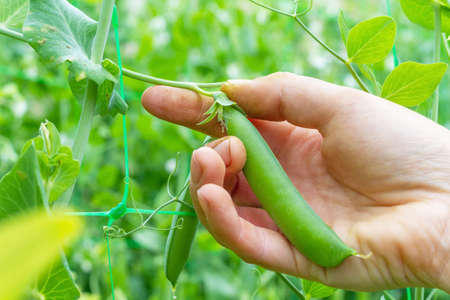 The hand of a farmer harvests a pea pod of the variety "tear pea"の写真素材