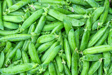 Set of peas of the variety teardrop peas freshly harvested in the north of Spain