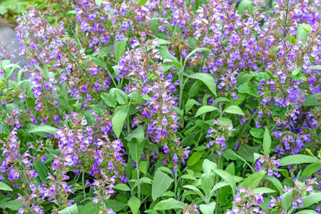 Sage plant (Salvia officinalis) in flower in a greenhouse.の写真素材