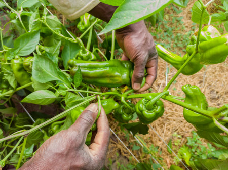 African farmer harvests a cubanelle italian green chile pepper in a vegetable gardenの写真素材