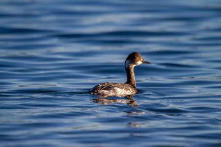 Black-necked grebe (Podiceps nigricollis) swims in the water of the Albufera lake in Valencia (Spain)の写真素材