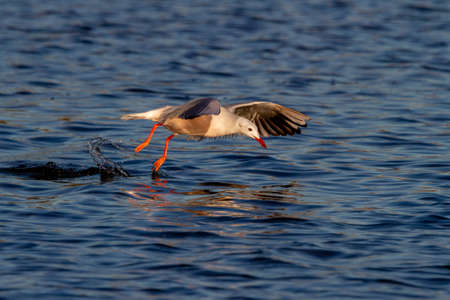 Slender-billed gull (Chroicocephalus genei) fishing in the water of the Albufera lake in Valencia (Spain)の写真素材