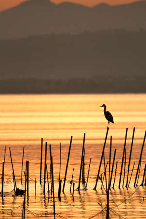 Silhouette of a gray heron (Ardea cinerea) perched on a fishing pole in La Albufera de Valencia, all bathed in the colors of the golden hour of sunset.の写真素材