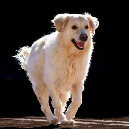 Dog of the golden retriever breed in an attitude of play and race. The dog is light cream colored
