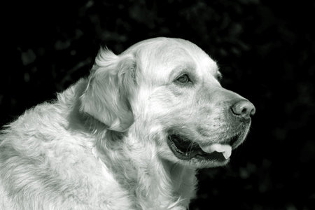 Black and white photograph of a face of a dog of the golden retriever breed in the foreground with a...
