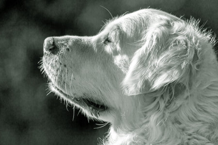 Black and white photograph of a face of a dog of the golden retriever breed in the foreground with a...