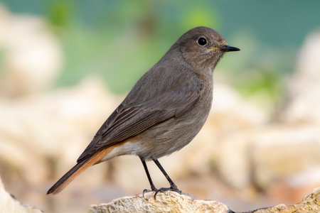 Female Black redstart (Phoenicurus ochruros) perched on a rock next to a stream with aDefocused light backgroundの写真素材