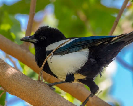 Magpie (Pica pica) perched in profile on the branch of a mulberry treeの写真素材