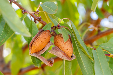 Largueta almonds ready for harvest on a farm in Spainの写真素材