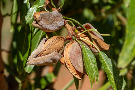 Largueta almonds ready for harvest on a farm in Spainの写真素材