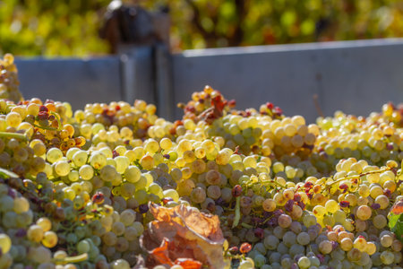 Bunches of grapes of the Macabeo variety in the trailer of a tractor recently harvested in a farm in Spainの写真素材
